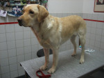 Darcey,labrador,4jr,voor HD behandeld met acupunctuur.